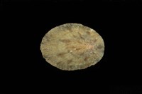 藏品(花笠螺)的圖片